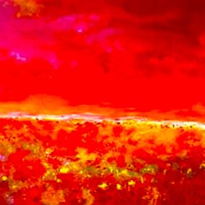 Field of flowers